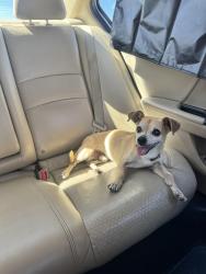 Found/Stray Male Dog last seen Near ave and Van Buren, Tolleson, AZ 85353