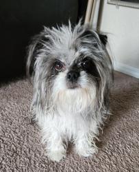 Reunited Male Dog last seen Star Kachina St NW, Albuquerque, NM 87120