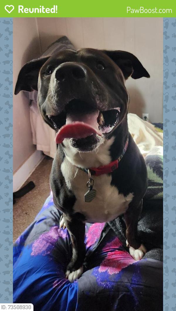 Reunited Male Dog last seen Near W Thoman, Springfield, MO 65803