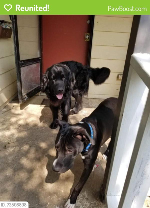 Reunited Male Dog last seen Near W Thoman, Springfield, MO 65803