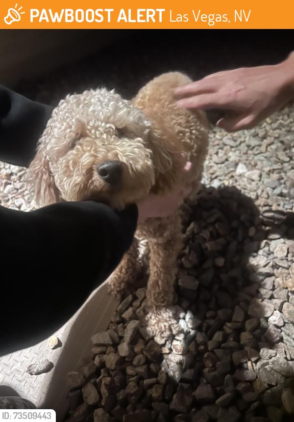 Found/Stray Male Dog last seen Russell and oquendo, Las Vegas, NV 89148
