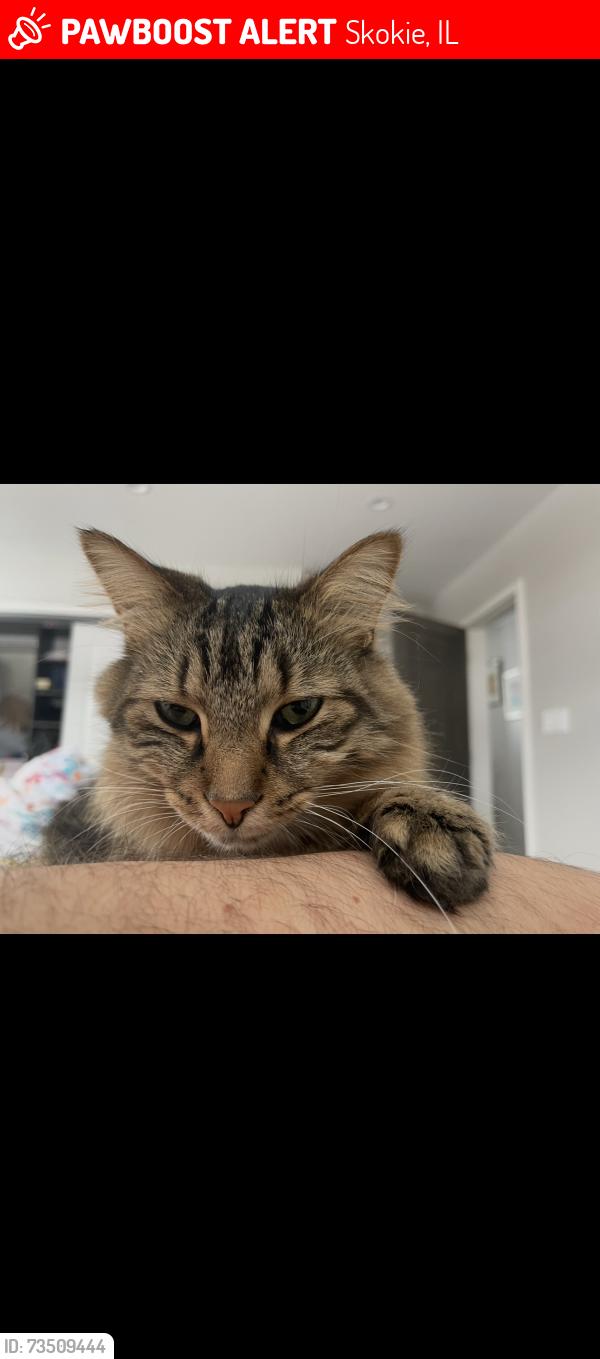 Lost Male Cat last seen Church and Karlov Ave, Skokie, IL 60076