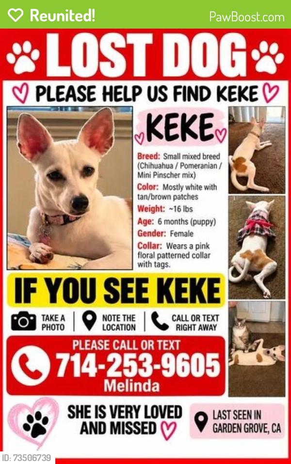 Reunited Female Dog last seen Lampson, Chapman + Magnolia, Dale, Garden Grove, CA 92841