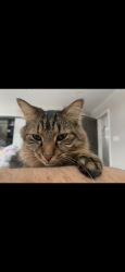 Lost Male Cat last seen Church and Karlov Ave, Skokie, IL 60076
