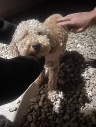 Found/Stray Male Dog last seen Russell and oquendo, Las Vegas, NV 89148