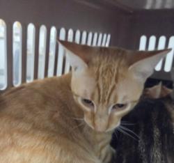 Shelter Stray Male Cat last seen , 14409 Vanowen St, Van Nuys, CA 91405, USA
