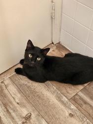 Found/Stray Male Cat last seen Backyard of building 8806 from three chopt west apmts, Henrico, VA 23229