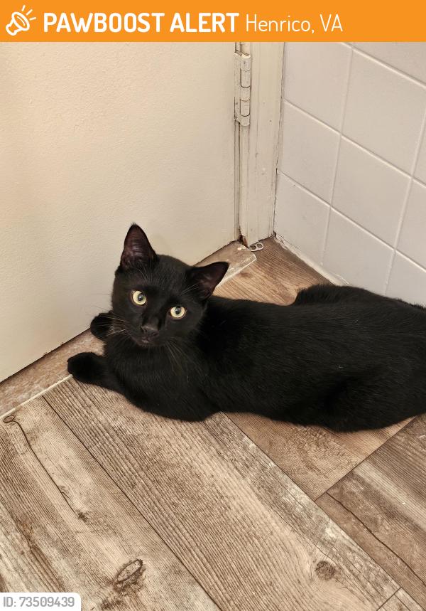 Found/Stray Male Cat last seen Backyard of building 8806 from three chopt west apmts, Henrico, VA 23229