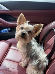 Reunited Female Dog last seen Near Torrey Vista Dr, Houston, TX 77014, USA, Houston, TX 77014