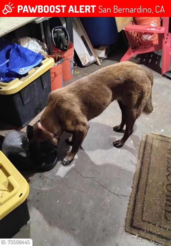 Lost Female Dog last seen Oasis palms st /Pennsylvania Ave /between Rialto and mill, San Bernardino, CA 92410