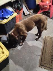 Lost Female Dog last seen Oasis palms st /Pennsylvania Ave /between Rialto and mill, San Bernardino, CA 92410