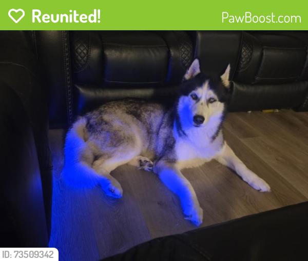 Reunited Male Dog last seen Near Derringer Rd, Jacksonville, FL 32225, USA, Jacksonville, FL 32225