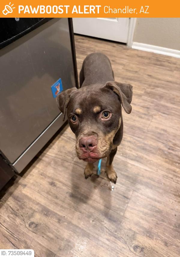 Found/Stray Male Dog last seen Pecos and Alma School, Chandler, AZ 85225