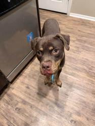 Found/Stray Male Dog last seen Pecos and Alma School, Chandler, AZ 85225