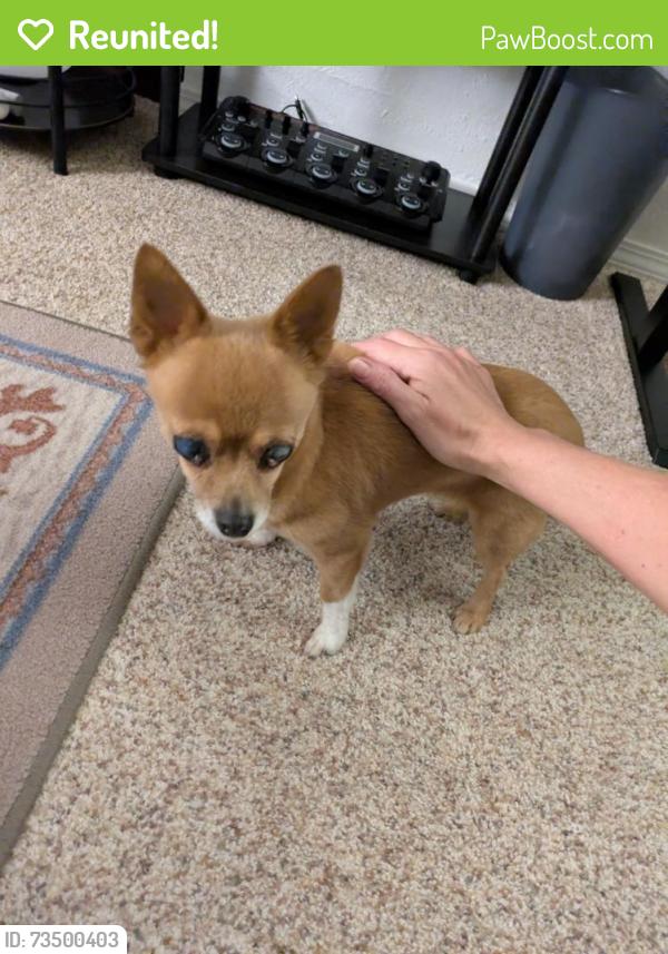 Reunited Female Dog last seen Leadville Ave & Boise Ave., Boise, ID 83706