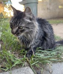 Found/Stray Female Cat last seen Arrow hwy and N Citrus Ave, Covina, CA 91723
