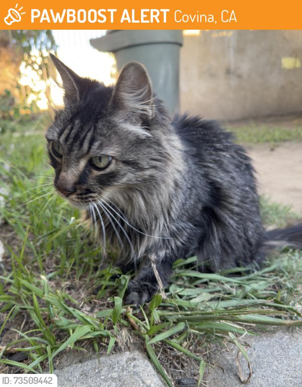 Found/Stray Female Cat last seen Arrow hwy and N Citrus Ave, Covina, CA 91723