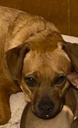 Reunited Female Dog last seen Carrie Ann ln, weschester dr, Bruce dr, Rebecca ln and Pamela Dr, Abilene, TX 79606