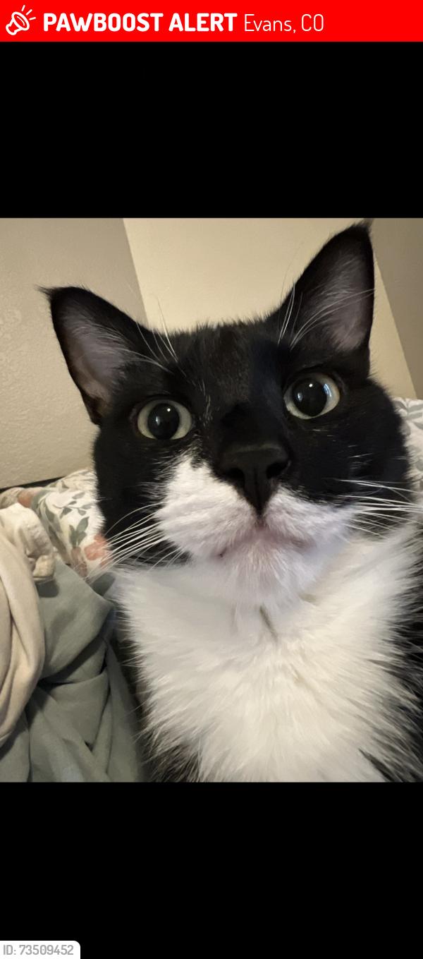 Lost Female Cat last seen Tuscany subdivision, Evans, CO 80620