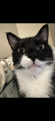 Lost Female Cat last seen Tuscany subdivision, Evans, CO 80620