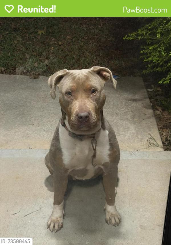Reunited Female Dog last seen Hey 155, Henry County, GA 30253