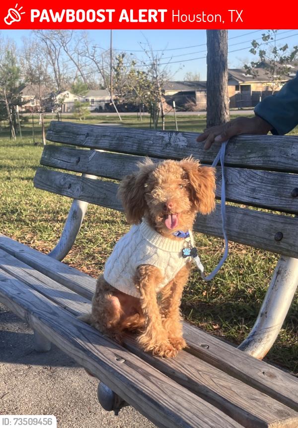 Lost Male Dog last seen Across the street, Houston, TX 77028