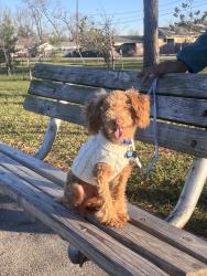 Lost Male Dog last seen Across the street, Houston, TX 77028