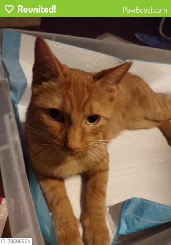 Reunited Female Cat last seen Near the playground, Guelph, ON N1H 5V2