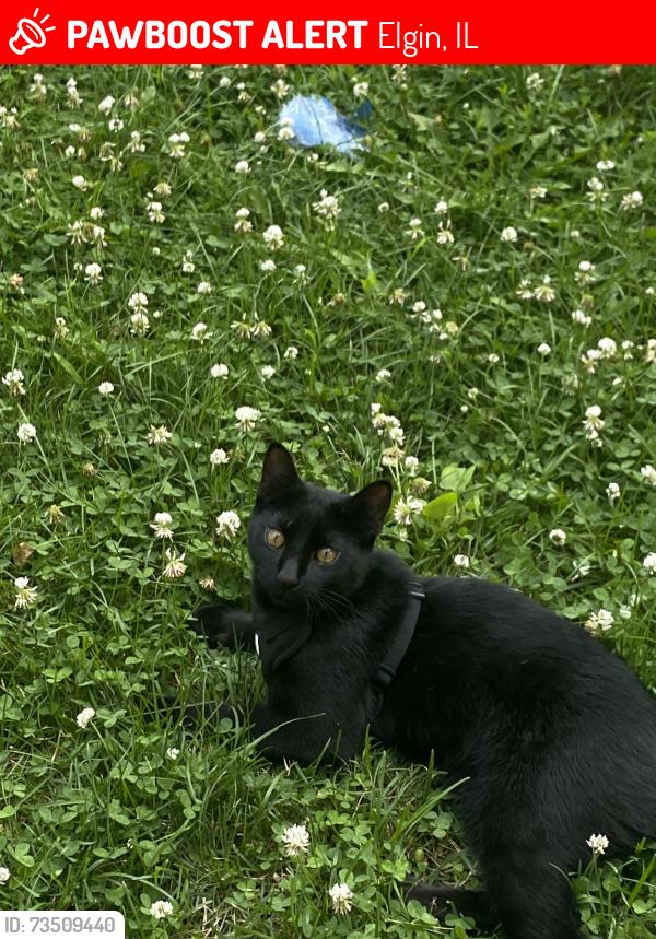 Lost Male Cat last seen Spots way in Elgin, Elgin, IL 60123
