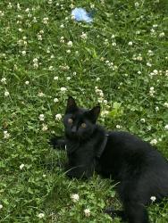 Lost Male Cat last seen Spots way in Elgin, Elgin, IL 60123