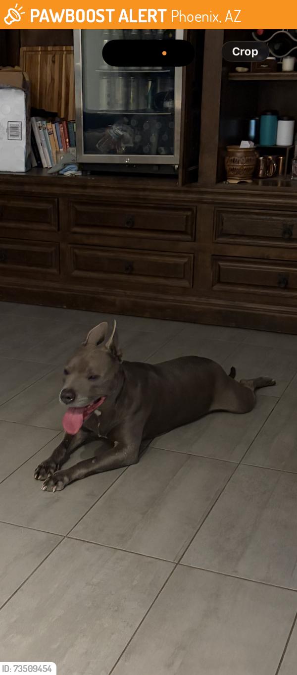 Found/Stray Male Dog last seen 16th and Topeka, Phoenix, AZ 85024