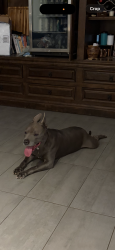 Found/Stray Male Dog last seen 16th and Topeka, Phoenix, AZ 85024