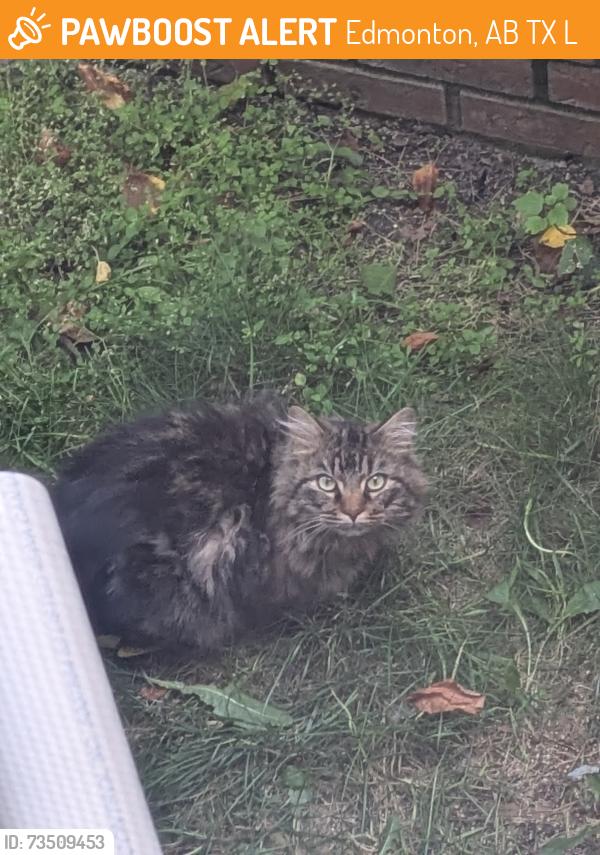 Found/Stray Unknown Cat last seen Near St. NW and 141 Ave. NW (near Carlisle Community League and St Timothy School), Edmonton, AB T5X 3L8