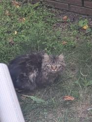 Found/Stray Unknown Cat last seen Near St. NW and 141 Ave. NW (near Carlisle Community League and St Timothy School), Edmonton, AB T5X 3L8
