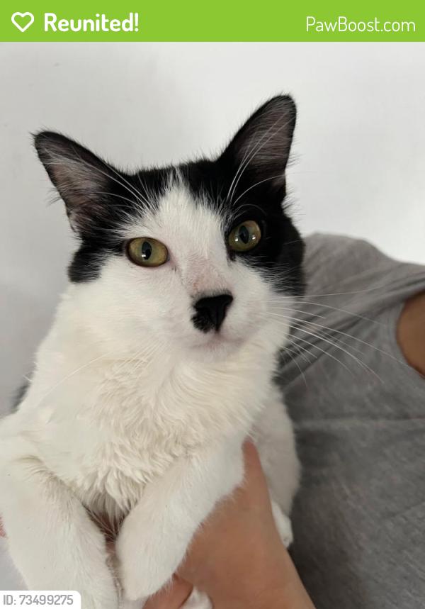 Reunited Male Cat last seen Creekbend Dr, Portal Drive,, Houston, TX 77071
