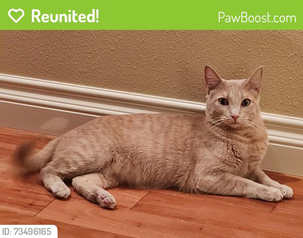 Reunited Female Cat last seen Limestone Lane Great Falls, MT, Great Falls, MT 59405