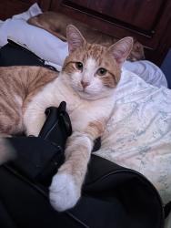 Lost Male Cat last seen 6th Ave / 30th street, Los Angeles, CA 90018