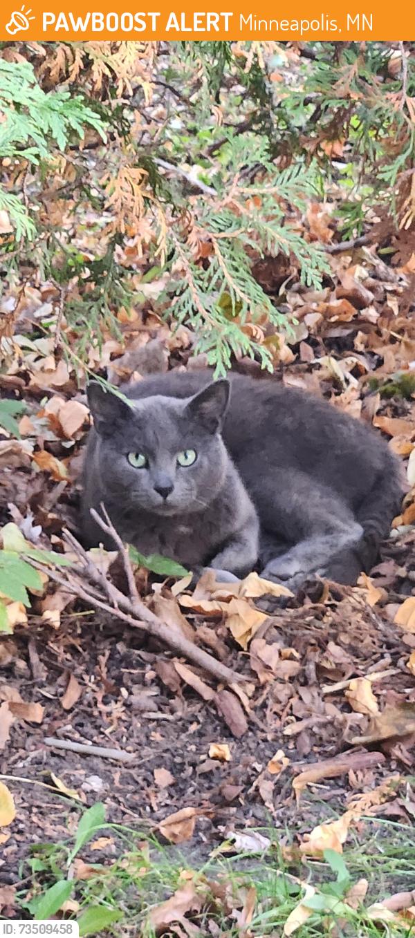 Found/Stray Unknown Cat last seen 37th St. and Snelling Ave, Minneapolis, MN 55404