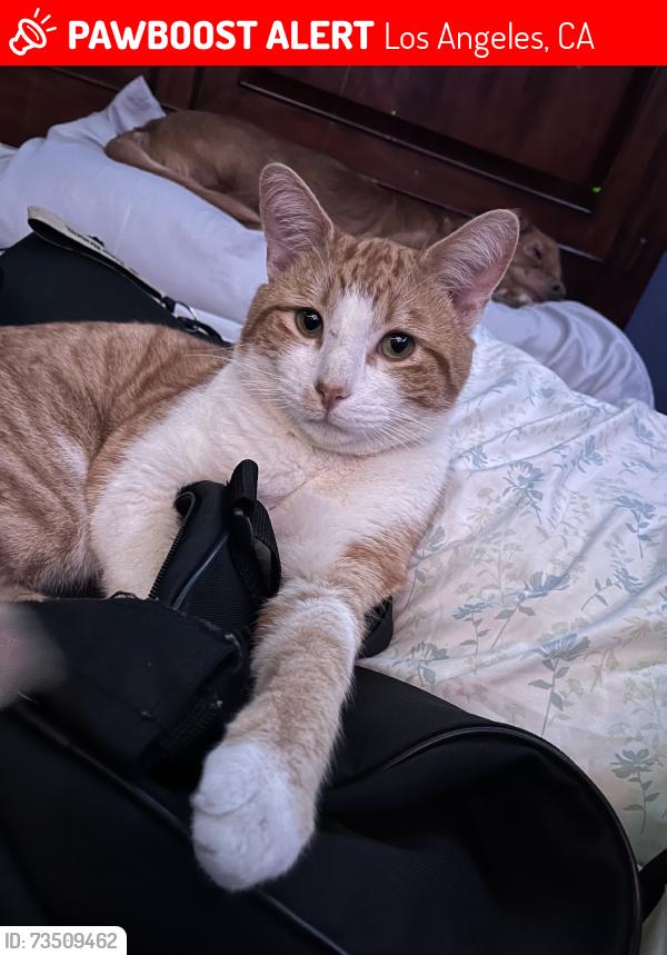 Lost Male Cat last seen 6th Ave / 30th street, Los Angeles, CA 90018