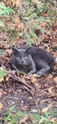 Found/Stray Unknown Cat last seen 37th St. and Snelling Ave, Minneapolis, MN 55404