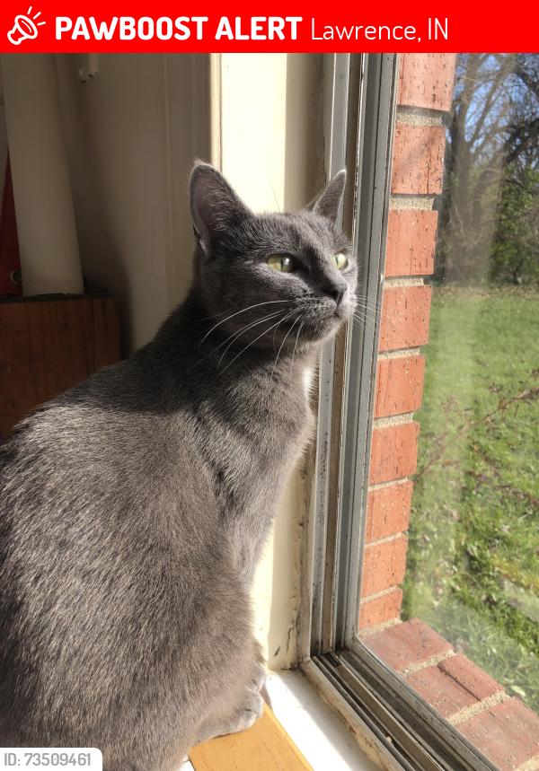 Lost Female Cat last seen Meadow Lane, Lawrence, IN 46236