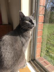 Lost Female Cat last seen Meadow Lane, Lawrence, IN 46236
