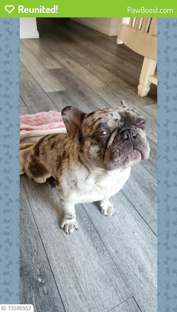 Reunited Male Dog last seen Near y holly thornton co, Thornton, CO 80233