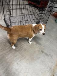 Found/Stray Female Dog last seen Southwest Oklahoma city, Oklahoma City, OK 73169