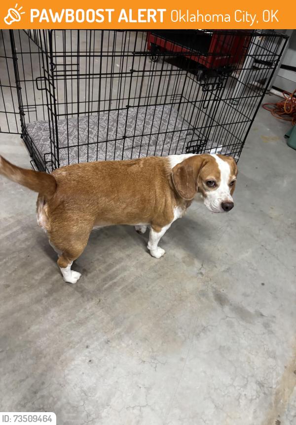 Found/Stray Female Dog last seen Southwest Oklahoma city, Oklahoma City, OK 73169