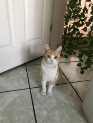 Lost Female Cat last seen Columbine & Fairmont, San Diego, CA 92105