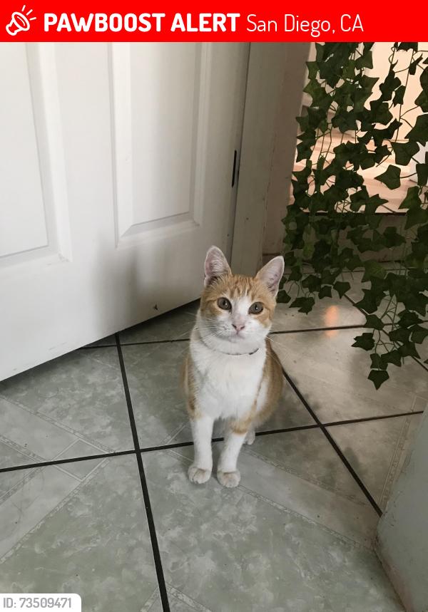 Lost Female Cat last seen Columbine & Fairmont, San Diego, CA 92105