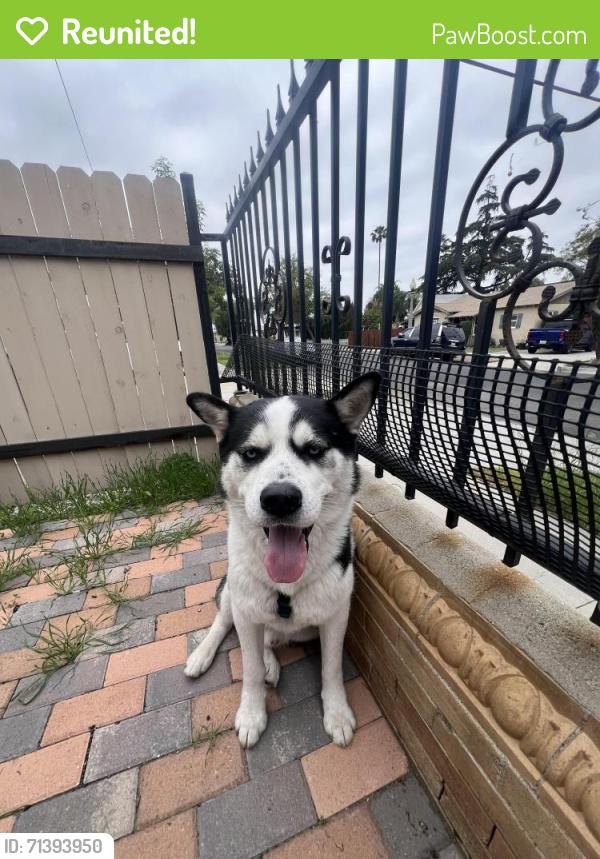 Reunited Male Dog last seen Near e tenth st corona, CA 92879, Corona, CA 92879