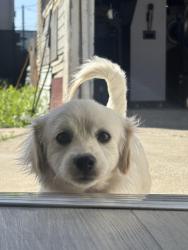 Lost Male Dog last seen Manor drive and 118th st, Hawthorne, CA 90250