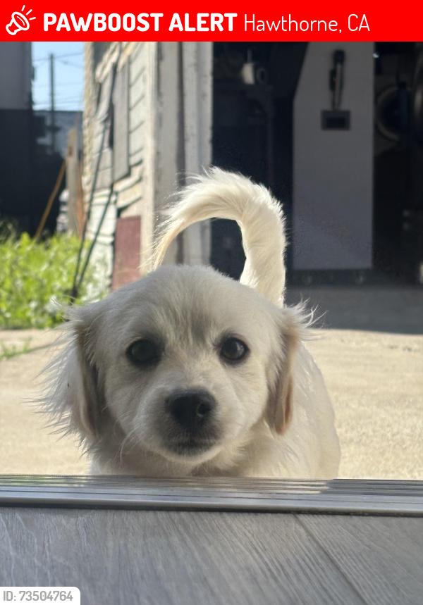 Lost Male Dog last seen Manor drive and 118th st, Hawthorne, CA 90250